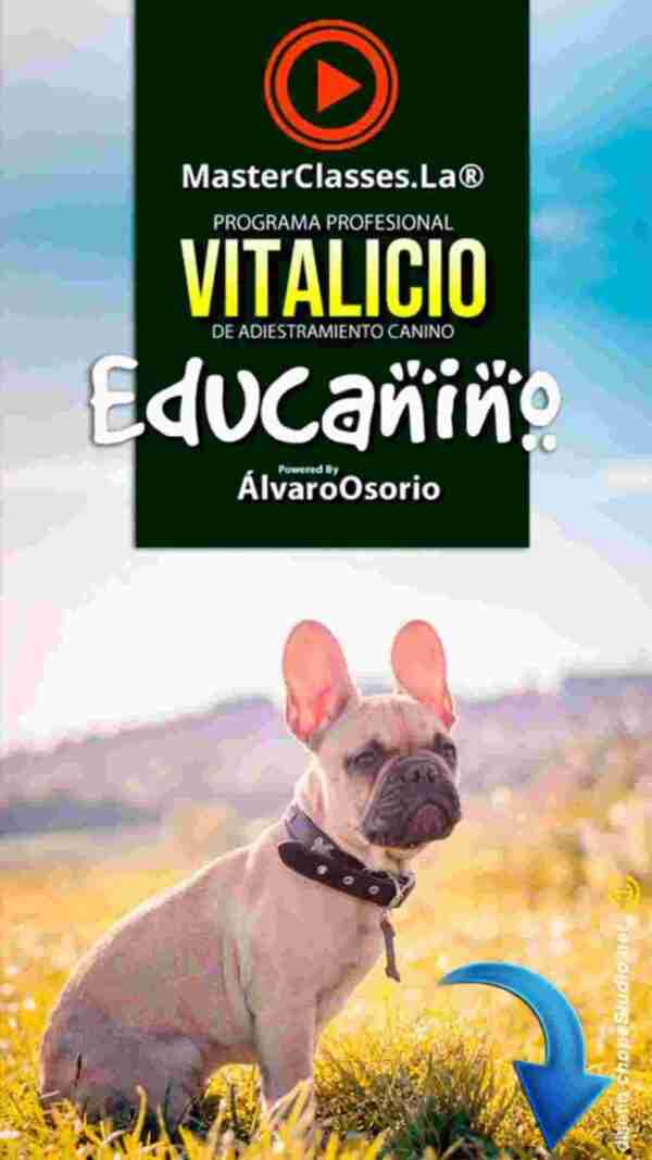 EDUCANINO