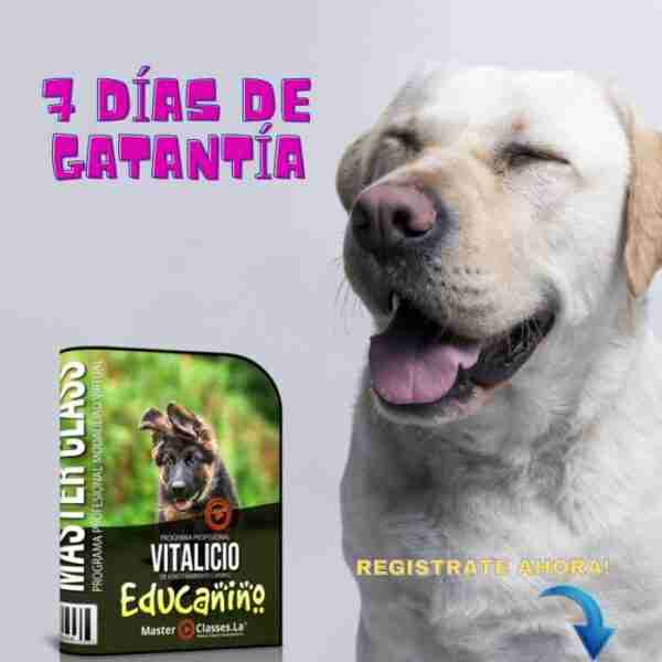 Adiestramiento canino